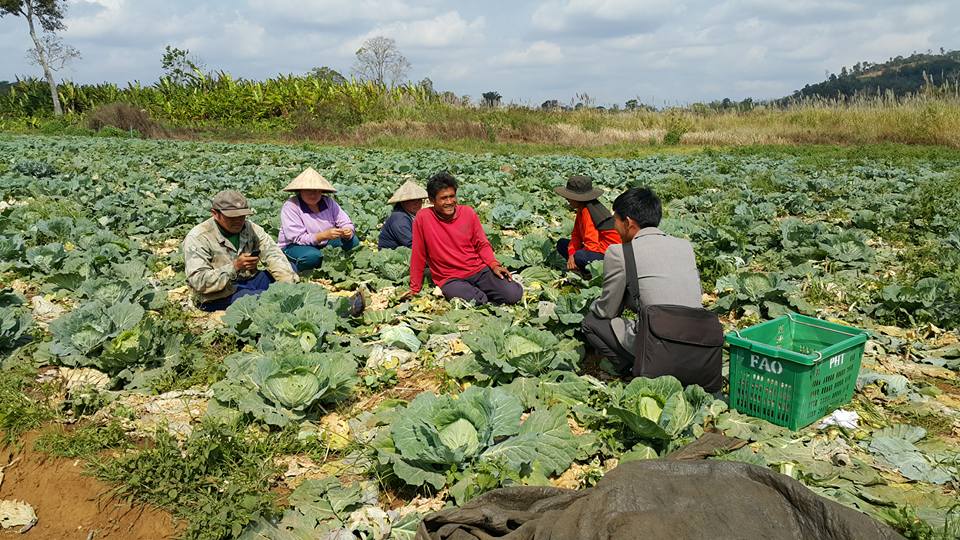 ຜັກກະລໍ່າປີລາວ ກໍາລັງໄດ້ຮັບຄວາມນິຍົມ